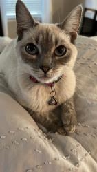 Lost Female Cat last seen Paseo del este and Lanner st , El Paso, TX 79928