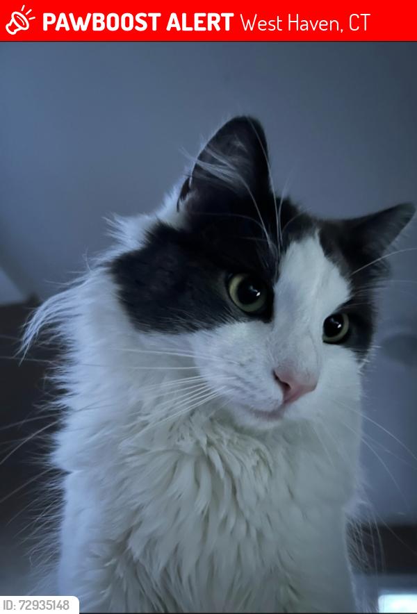 Lost Male Cat last seen Canton and Meloy West Haven, West Haven, CT 06516
