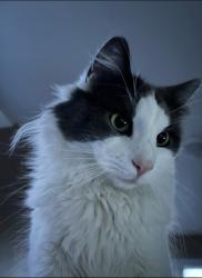 Lost Male Cat last seen Canton and Meloy West Haven, West Haven, CT 06516