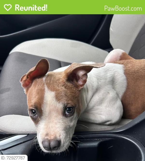 Reunited Female Dog last seen Near Park on  Sweetwater, Lawrenceville GA 30044, Lawrenceville, GA 30044