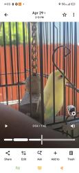 Lost Unknown Bird last seen Explore drive sacramento , Sacramento, CA 95814