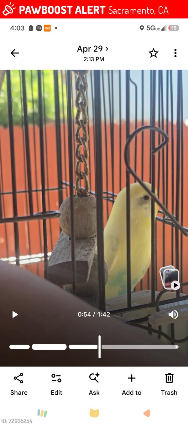 Lost Unknown Bird last seen Explore drive sacramento , Sacramento, CA 95814