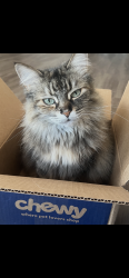 Lost Female Cat last seen Louden Valley, Ashburn, VA 20148