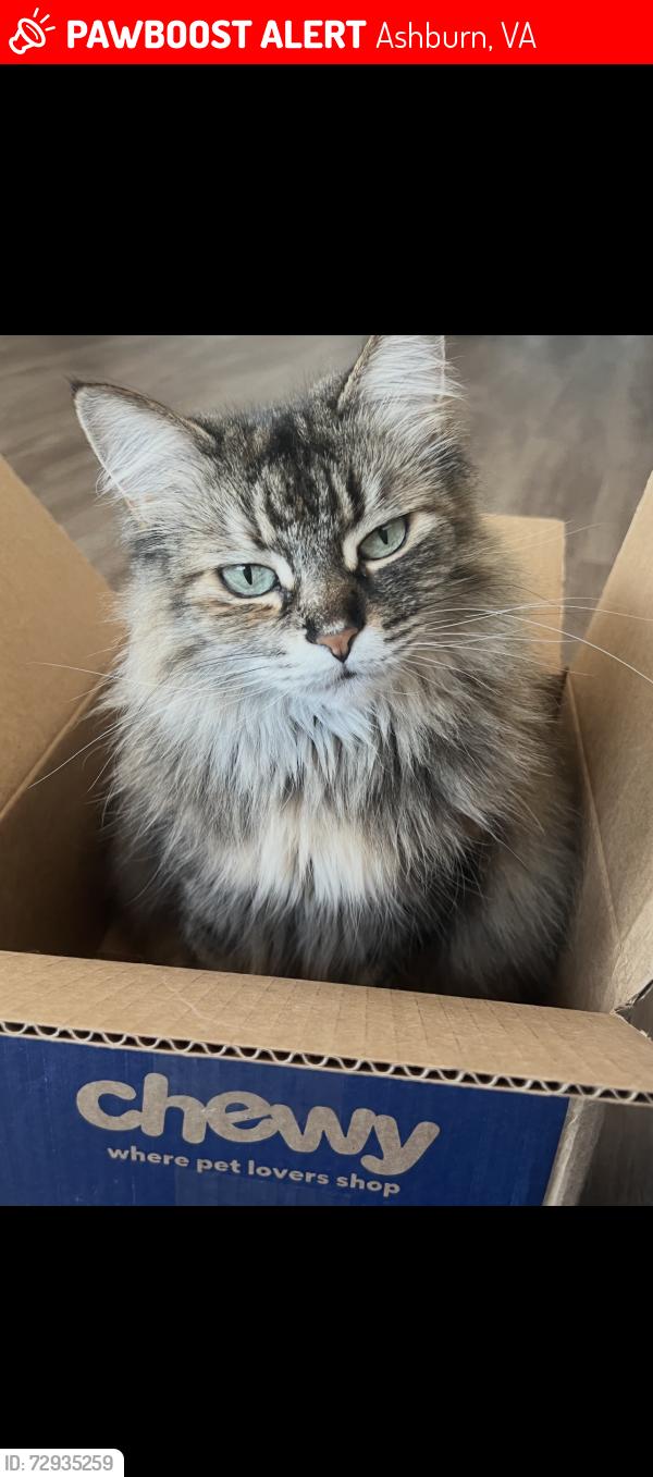 Lost Female Cat last seen Louden Valley, Ashburn, VA 20148