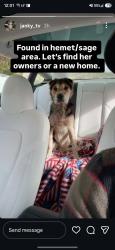 Found/Stray Female Dog last seen Sage Rd and Minto, Hemet, CA 92544
