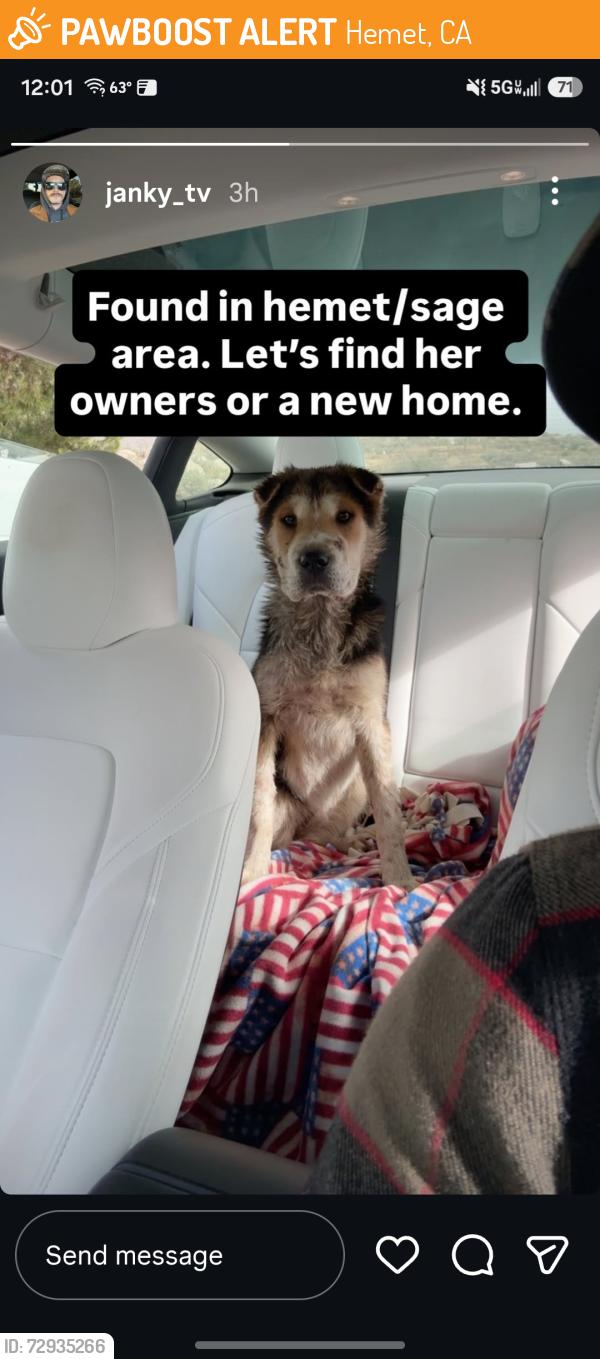 Found/Stray Female Dog last seen Sage Rd and Minto, Hemet, CA 92544