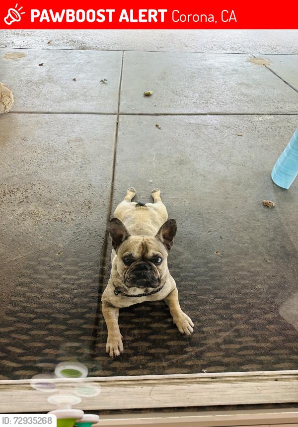 Lost Male Dog last seen Emerson and borders , Corona, CA 92882