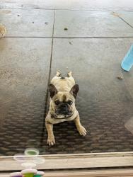 Lost Male Dog last seen Emerson and borders , Corona, CA 92882