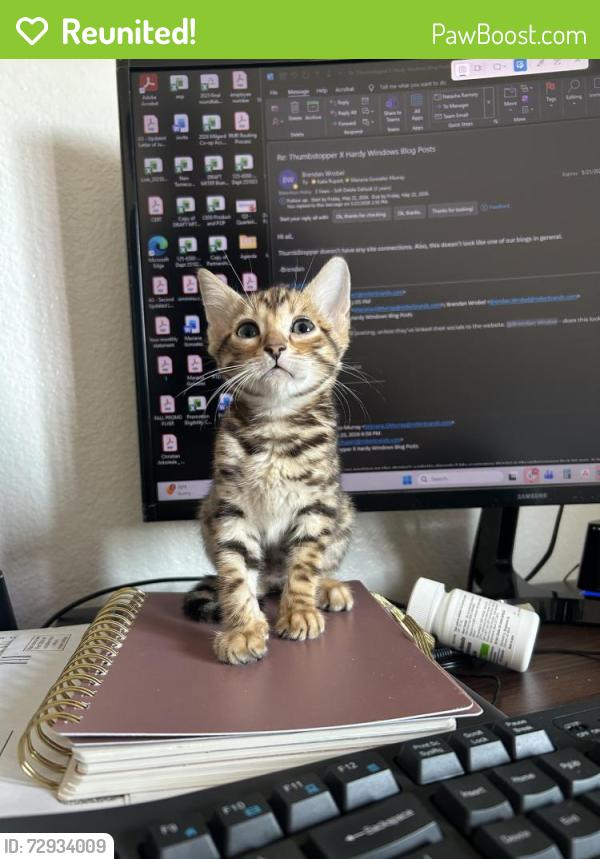 Reunited Female Cat last seen Near eastridge drive lake forest, Lake Forest, CA 92630