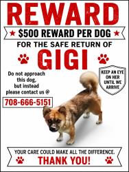Lost Female Dog last seen Pulaski , Calumet City, IL 60409