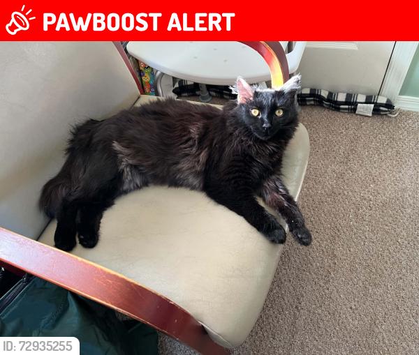 Lost Female Cat last seen Craigs Baptist Church, Spotsylvania County, VA 22551