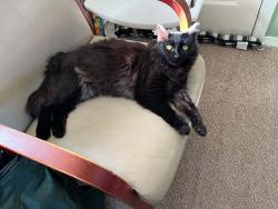 Lost Female Cat last seen Craigs Baptist Church, Spotsylvania County, VA 22551