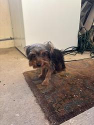 Found/Stray Male Dog last seen Tortillería Carmelita on 5 mile in Alton, Alton, TX 78573