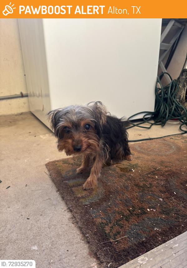 Found/Stray Male Dog last seen Tortillería Carmelita on 5 mile in Alton, Alton, TX 78573