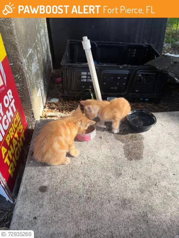 Found/Stray Unknown Cat last seen Eon gas station , Fort Pierce, FL 34947