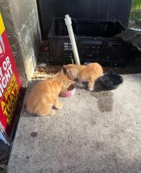 Found/Stray Unknown Cat last seen Eon gas station , Fort Pierce, FL 34947