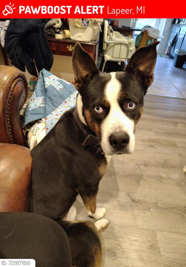 Lost Male Dog last seen Turrill ave and elm St , Lapeer, MI 48446