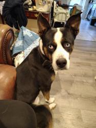 Lost Male Dog last seen Turrill ave and elm St , Lapeer, MI 48446