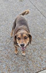 Found/Stray Female Dog last seen Stewarts Ferry between Kimberly and Underwood , Mt. Juliet, TN 37071