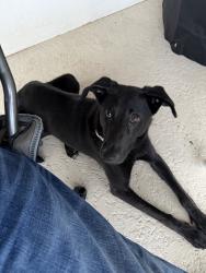 Found/Stray Female Dog last seen Evergreen Neighborhood off of 242, Conroe, TX 77302