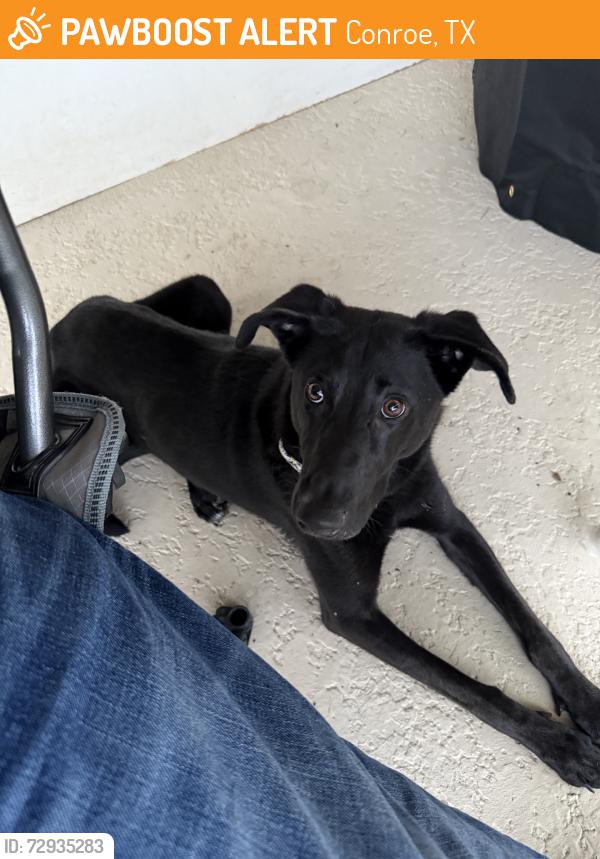 Found/Stray Female Dog last seen Evergreen Neighborhood off of 242, Conroe, TX 77302