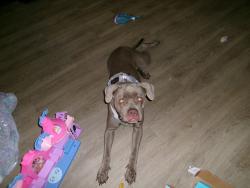 Reunited Female Dog last seen Linsbury, Orlando, FL 32817