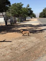 Found/Stray Male Dog last seen Oso and jamacha, Apple Valley, CA 92308