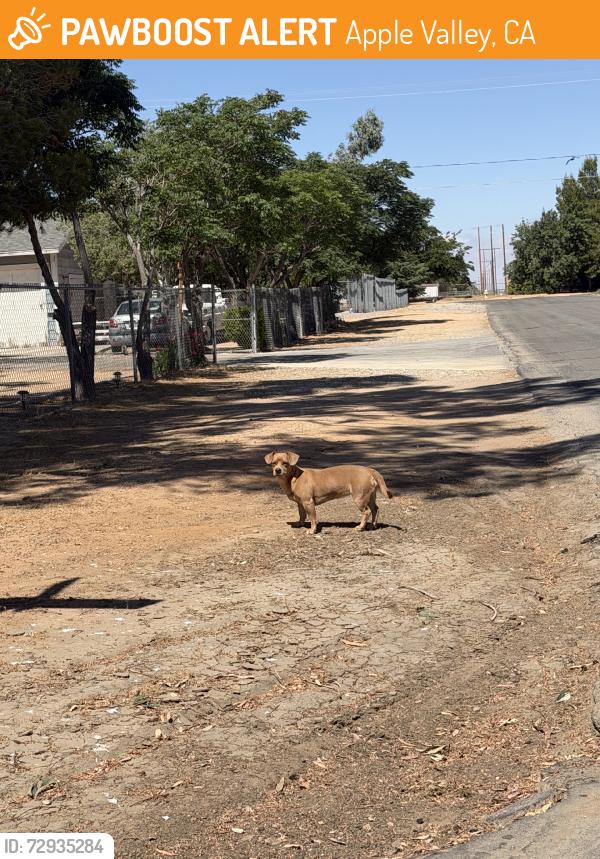 Found/Stray Male Dog last seen Oso and jamacha, Apple Valley, CA 92308