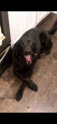 Lost Female Dog last seen N12th and Douglas Ave , Nashville, TN 37206