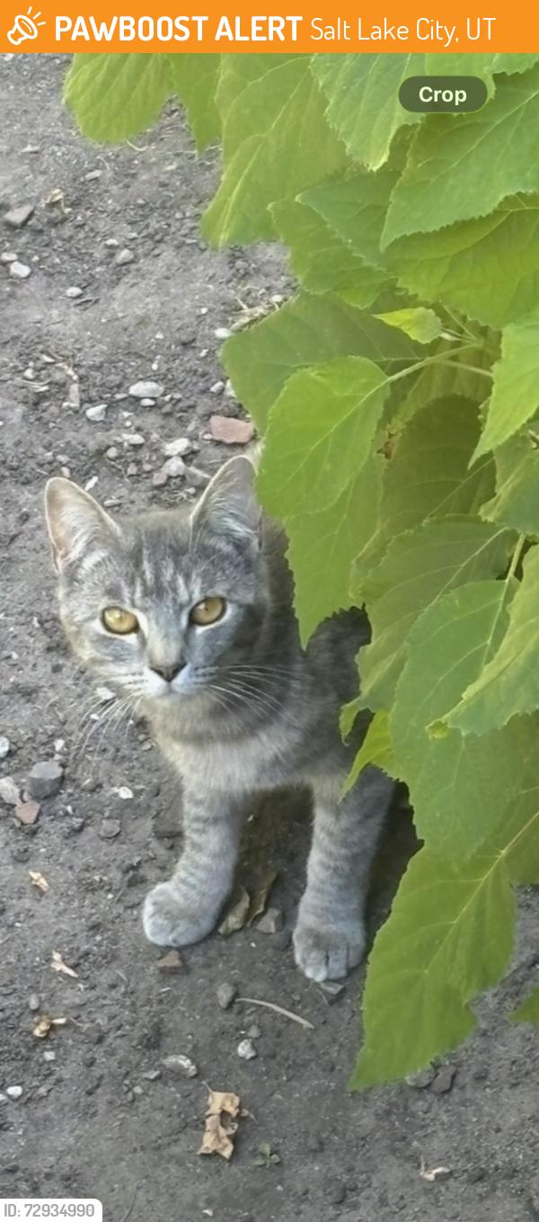 Found/Stray Female Cat last seen Off S 1300 E Roosevelt, Salt Lake City, UT 84105