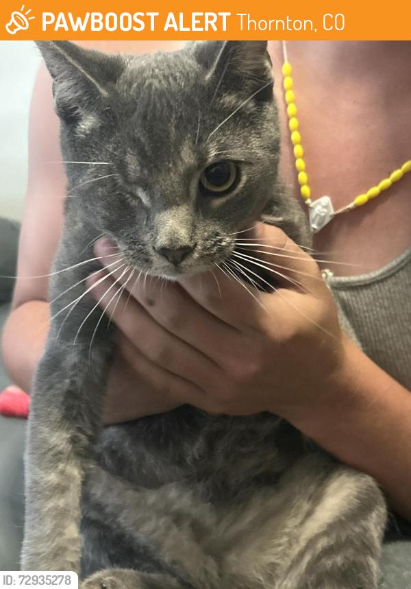 Found/Stray Female Cat last seen Near Colorado Blvd, Thornton, CO 80233