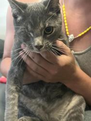 Found/Stray Female Cat last seen Near Colorado Blvd, Thornton, CO 80233