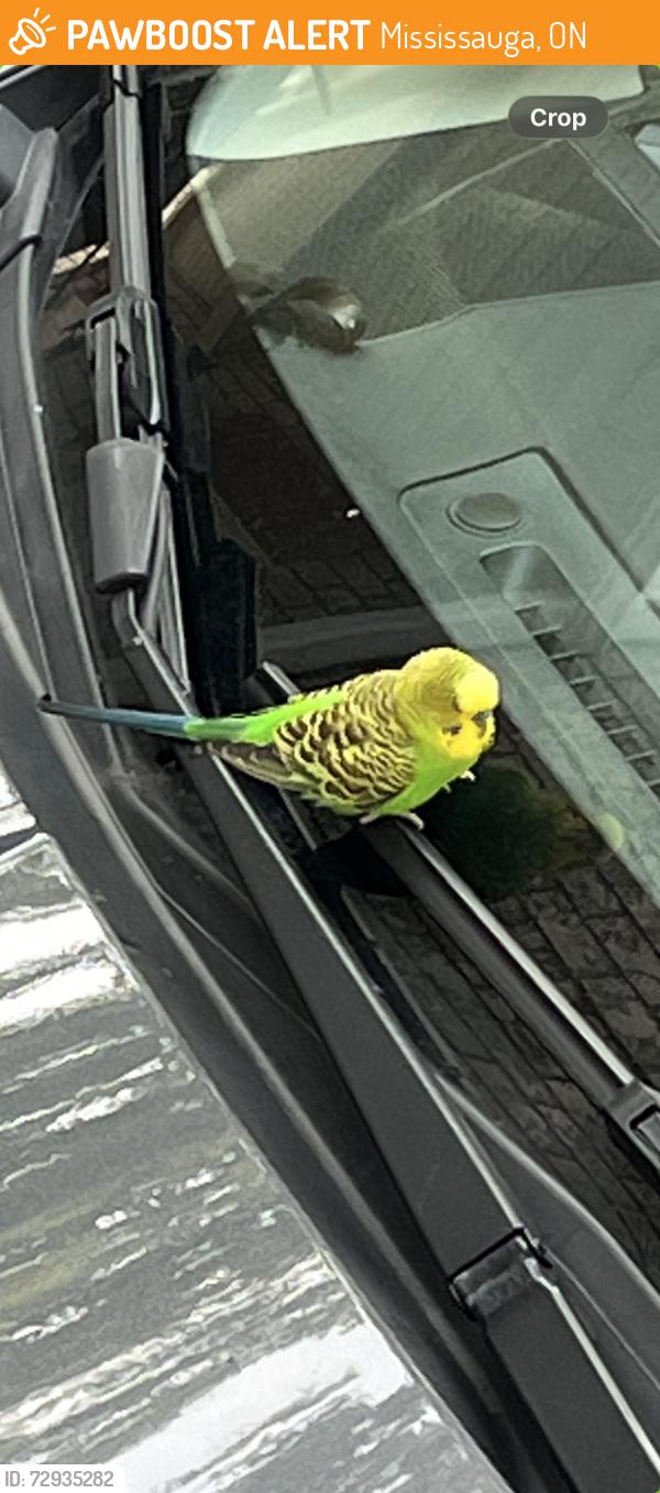 Found/Stray Male Bird last seen lakeshore and Cawthra, Mississauga, ON 