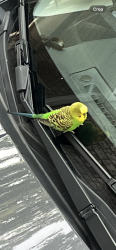 Found/Stray Male Bird last seen lakeshore and Cawthra, Mississauga, ON 