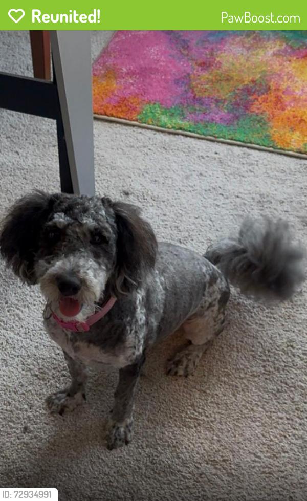 Reunited Female Dog last seen Stewart st, Chesapeake, VA 23324