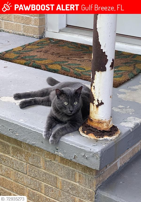 Lost Male Cat last seen York and Warwick , Gulf Breeze, FL 32561