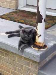 Lost Male Cat last seen York and Warwick , Gulf Breeze, FL 32561