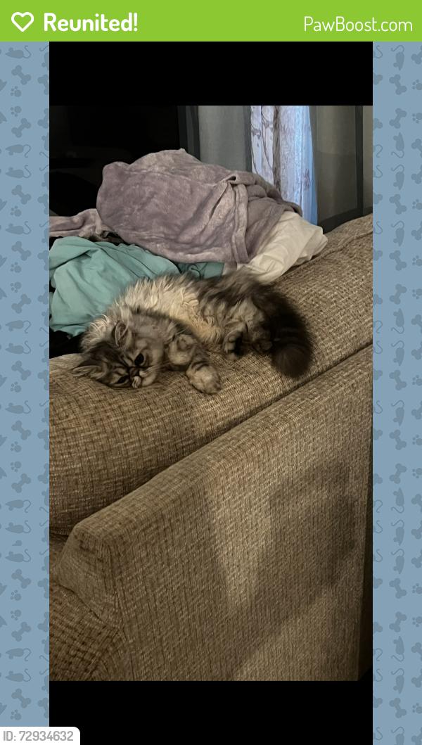 Reunited Male Cat last seen Main Street, Aberdeen Township, NJ 07747