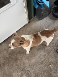 Found/Stray Male Dog last seen Near CR 673, Blue Ridge, TX 75424