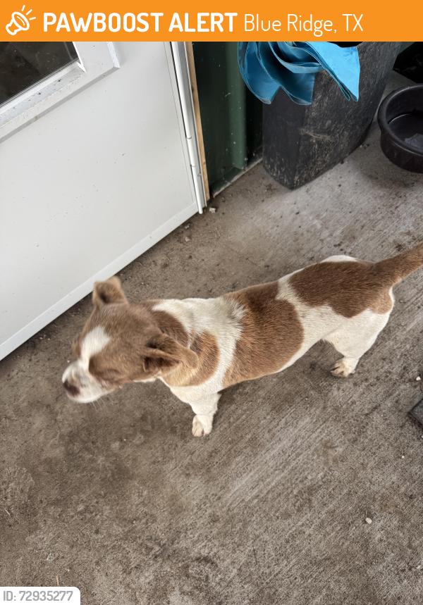Found/Stray Male Dog last seen Near CR 673, Blue Ridge, TX 75424