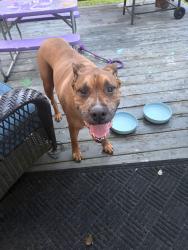 Reunited Unknown Dog last seen Chenoweth Drive , Simpsonville, SC 29681