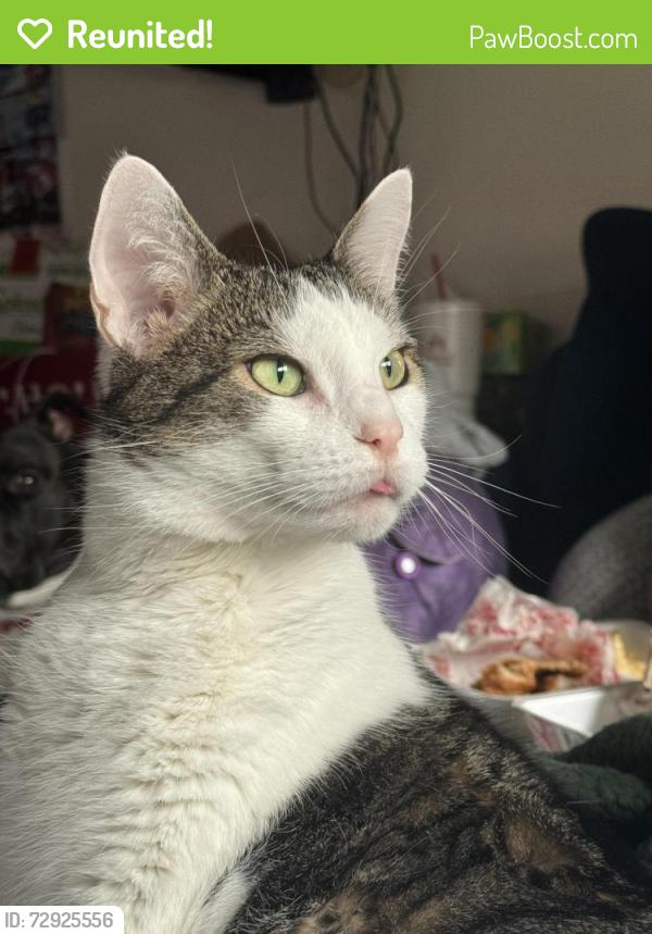 Reunited Male Cat last seen Adkins trail and Roxio drive , San Antonio, TX 78238