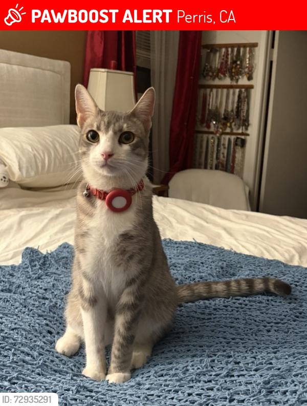Lost Male Cat last seen Rider and walnut , Perris, CA 92571