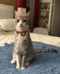 Lost Male Cat last seen Rider and walnut , Perris, CA 92571