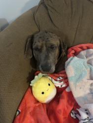 Reunited Male Dog last seen Carr and Oliver, Plainfield, IN 46168