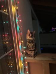 Lost Female Cat last seen Kings Canyon and Fowler , Fresno, CA 93727