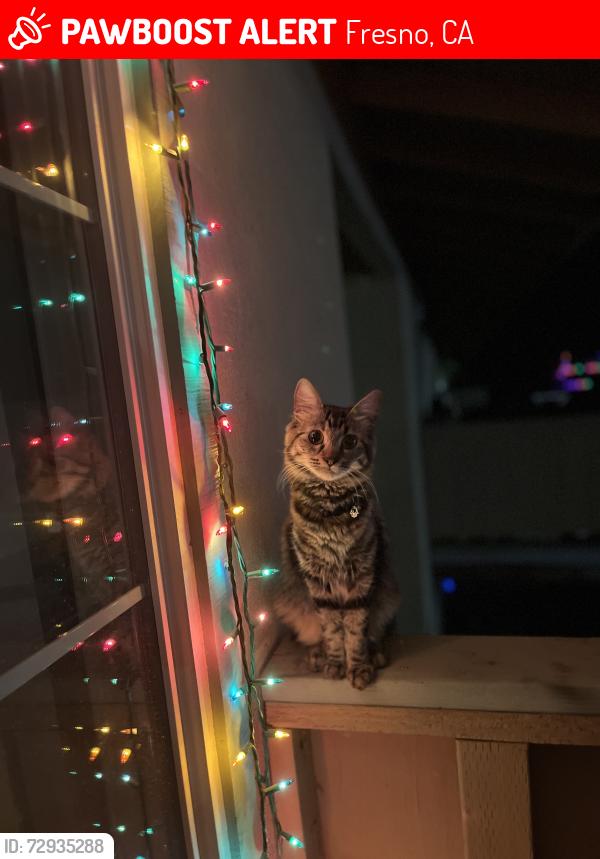 Lost Female Cat last seen Kings Canyon and Fowler , Fresno, CA 93727