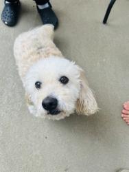 Reunited Unknown Dog last seen Sierra highway , Santa Clarita, CA 91387