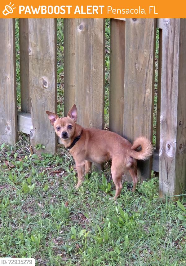 Found/Stray Male Dog last seen Creekside Oaks Neighborhood, Pensacola, FL 32526