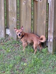 Found/Stray Male Dog last seen Creekside Oaks Neighborhood, Pensacola, FL 32526